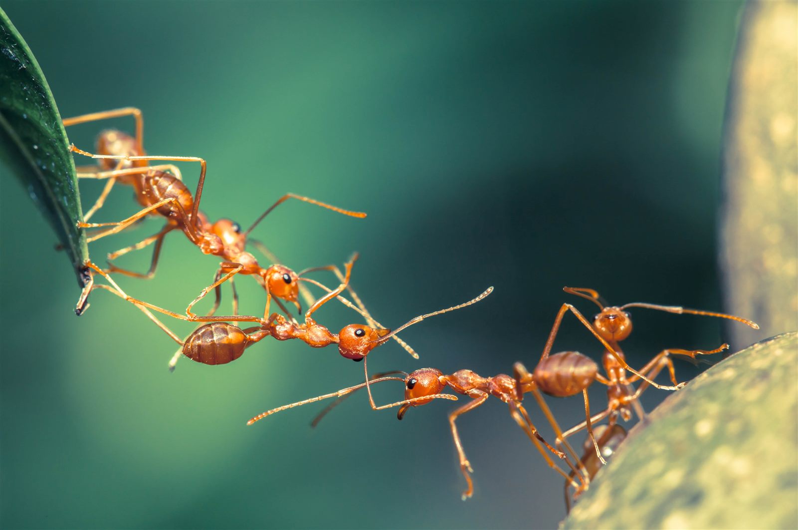 Weaver ants forming a bridge together between two leaves